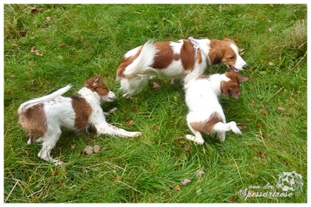 Kooikerhondje von der Spessartrose