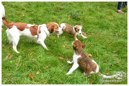 Kooikerhondje von der Spessartrose