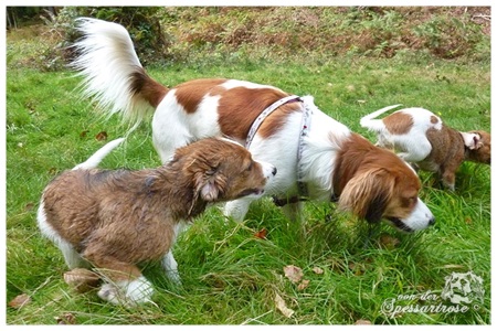 Kooikerhondje von der Spessartrose