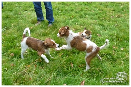 Kooikerhondje von der Spessartrose