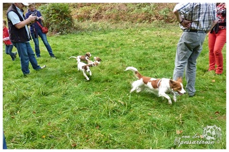 Kooikerhondje von der Spessartrose