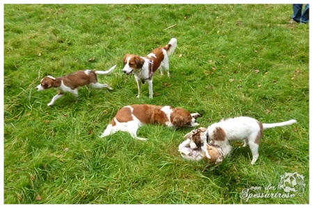 Kooikerhondje von der Spessartrose