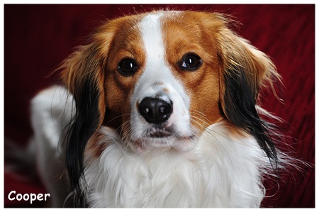 Kooikerhondje von der Spessartrose