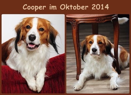 Kooikerhondje von der Spessartrose