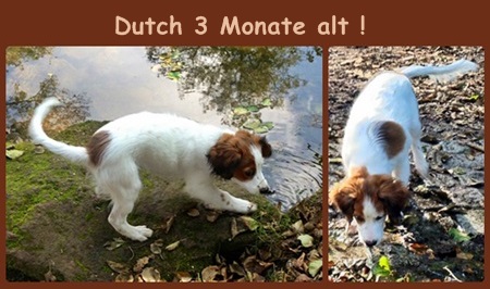 Kooikerhondje von der Spessartrose