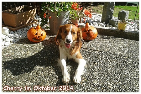 Kooikerhondje von der Spessartrose