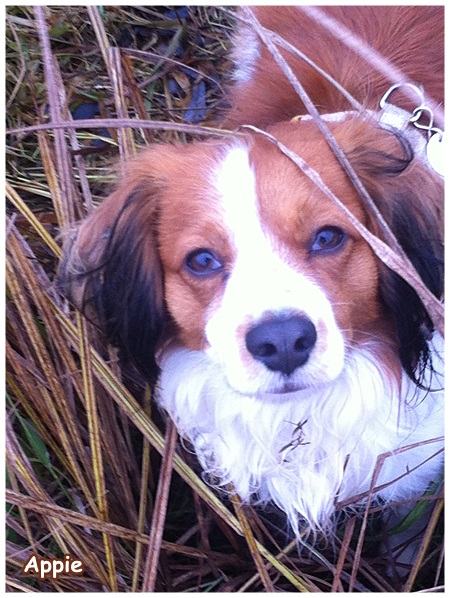 Kooikerhondje von der Spessartrose