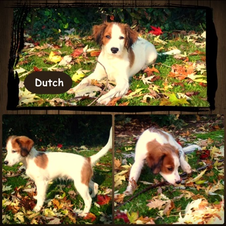 Kooikerhondje von der Spessartrose