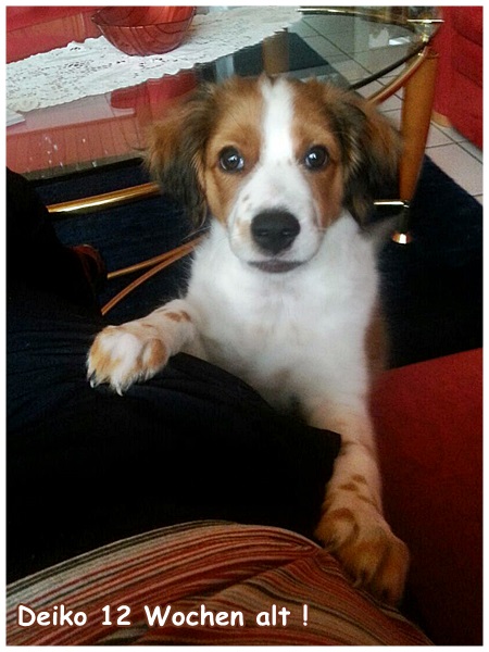 Kooikerhondje von der Spessartrose