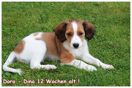 Kooikerhondje von der Spessartrose