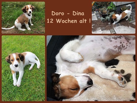 Kooikerhondje von der Spessartrose