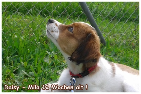 Kooikerhondje von der Spessartrose