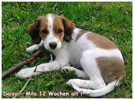 Kooikerhondje von der Spessartrose