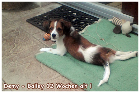 Kooikerhondje von der Spessartrose