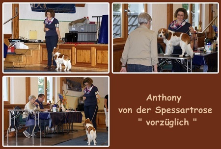 Kooikerhondje von der Spessartrose