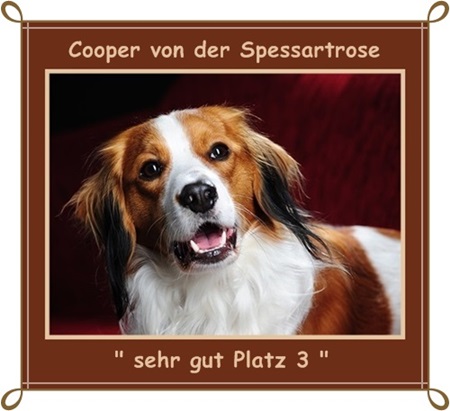 Kooikerhondje von der Spessartrose