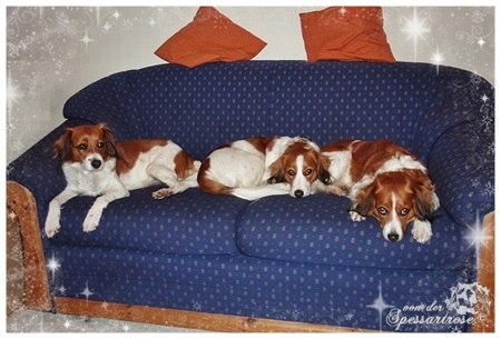 Kooikerhondje von der Spessartrose