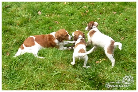 Kooikerhondje von der Spessartrose