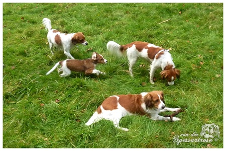 Kooikerhondje von der Spessartrose