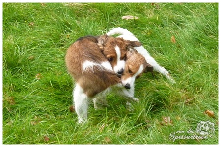 Kooikerhondje von der Spessartrose