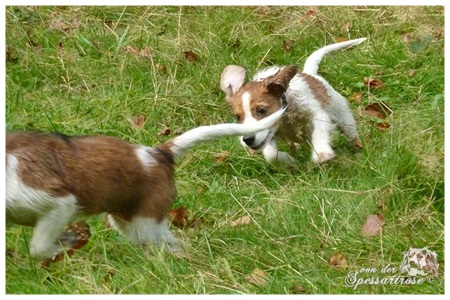 Kooikerhondje von der Spessartrose