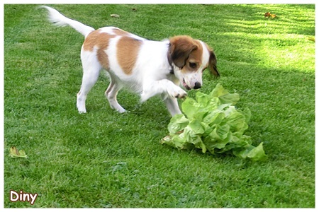 Kooikerhondje von der Spessartrose