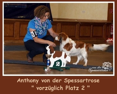 Kooikerhondje von der Spessartrose