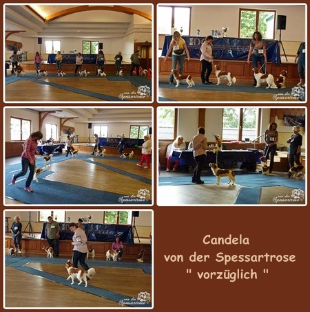 Kooikerhondje von der Spessartrose