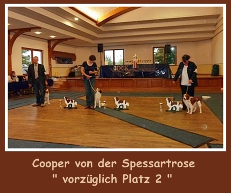 Kooikerhondje von der Spessartrose