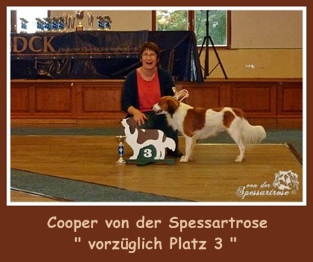 Kooikerhondje von der Spessartrose