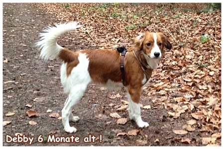 Kooikerhondje von der Spessartrose