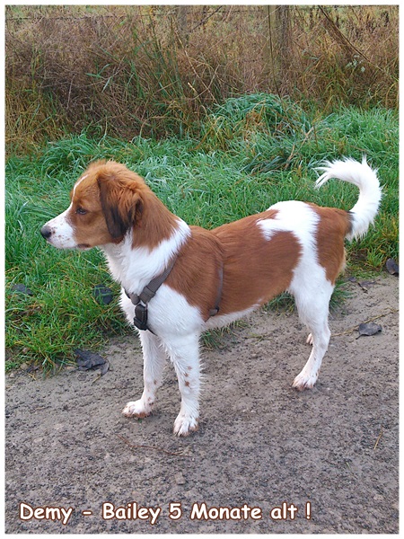 Kooikerhondje von der Spessartrose