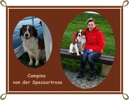 Kooikerhondje von der Spessartrose