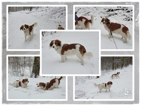 Kooikerhondje von der Spessartrose