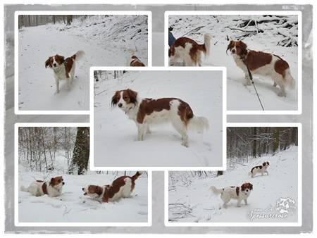 Kooikerhondje von der Spessartrose