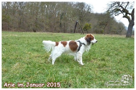 Kooikerhondje von Spessartrose