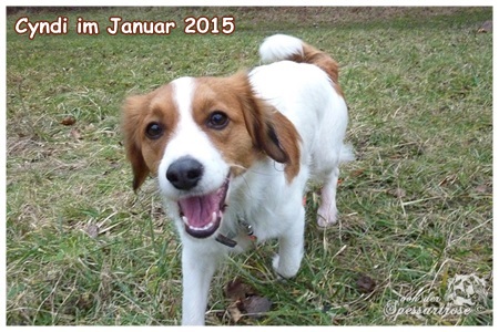 Kooikerhondje von Spessartrose