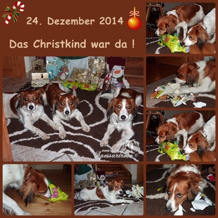 Kooikerhondje von der Spessartrose