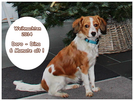 Kooikerhondje von der Spessartrose