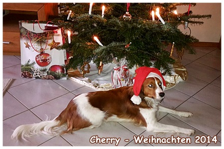 Kooikerhondje von der Spessartrose