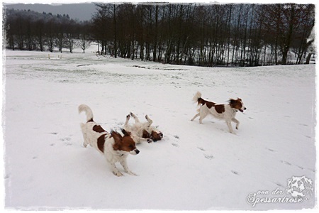 Kooikerhondje von der Spessartrose