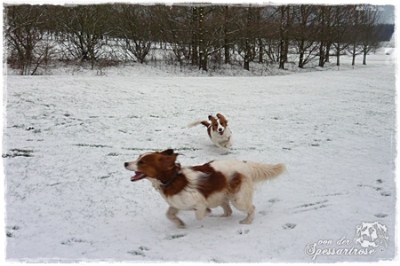 Kooikerhondje von der Spessartrose