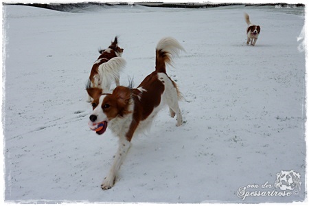 Kooikerhondje von der Spessartrose