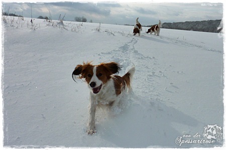 Kooikerhondje von der Spessartrose