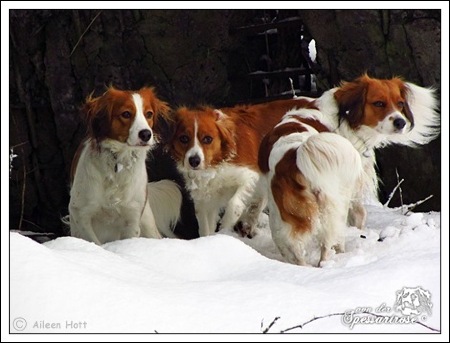 Kooikerhondje von der Spessartrose