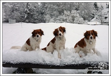 Kooikerhondje von der Spessartrose