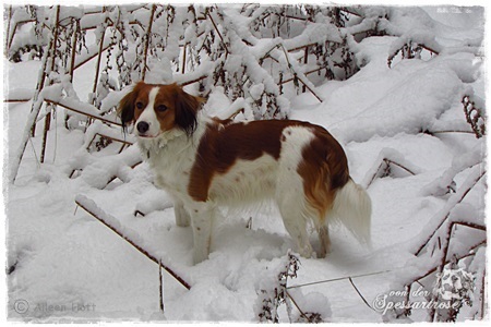 Kooikerhondje von der Spessartrose