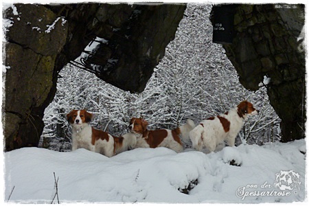 Kooikerhondje von der Spessartrose