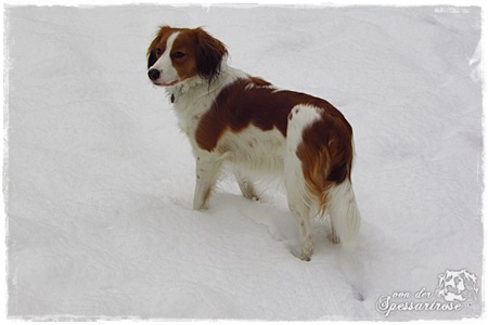 Kooikerhondje von der Spessartrose