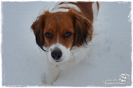 Kooikerhondje von der Spessartrose